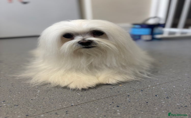 Maltese dogs - Advert 1