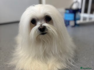 Maltese dogs - Advert 19