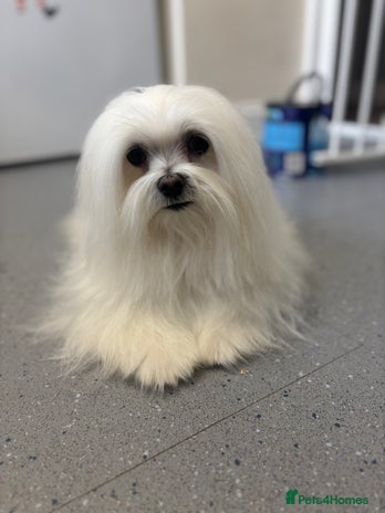 Maltese dogs - Advert 1