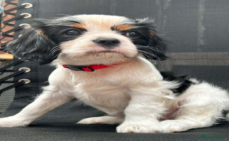 Cavalier King Charles Spaniel dogs - Advert 11