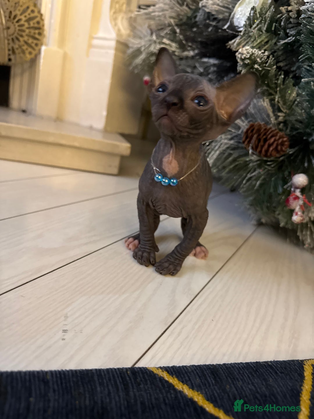 Sphynx cats for sale: Stunning Kittens!  - Advert 13
