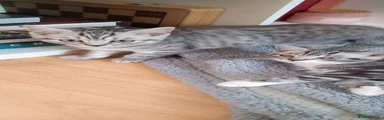 Silver Spotted Angel Reserved