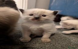 Ragdoll cats for sale: Cute Ragdoll Kittens - Image 2