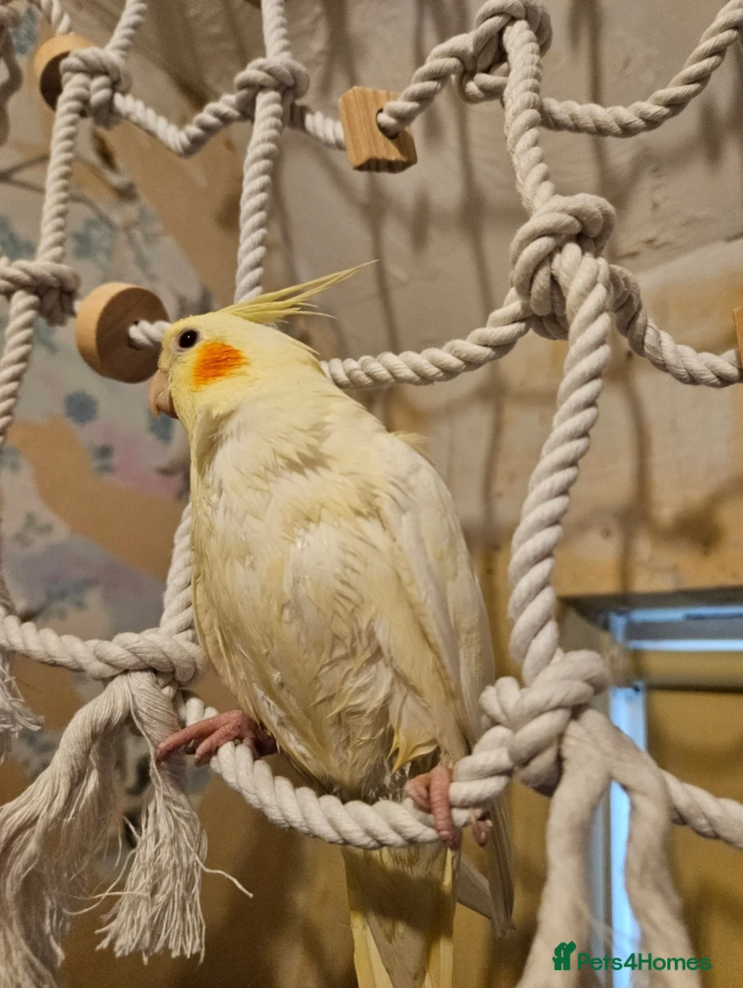 Cockatiels birds for sale: 2 gorgeous young tiels - Advert 2