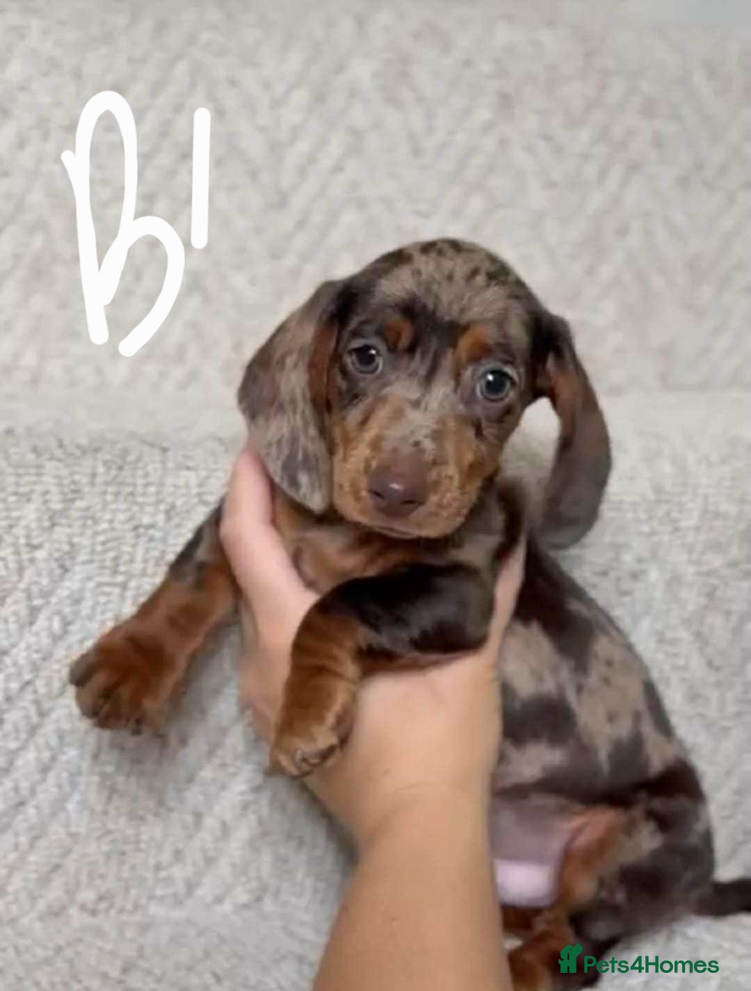 Miniature Dachshund dogs for sale: Absolutely beautiful miniature dachshund  - Image 6