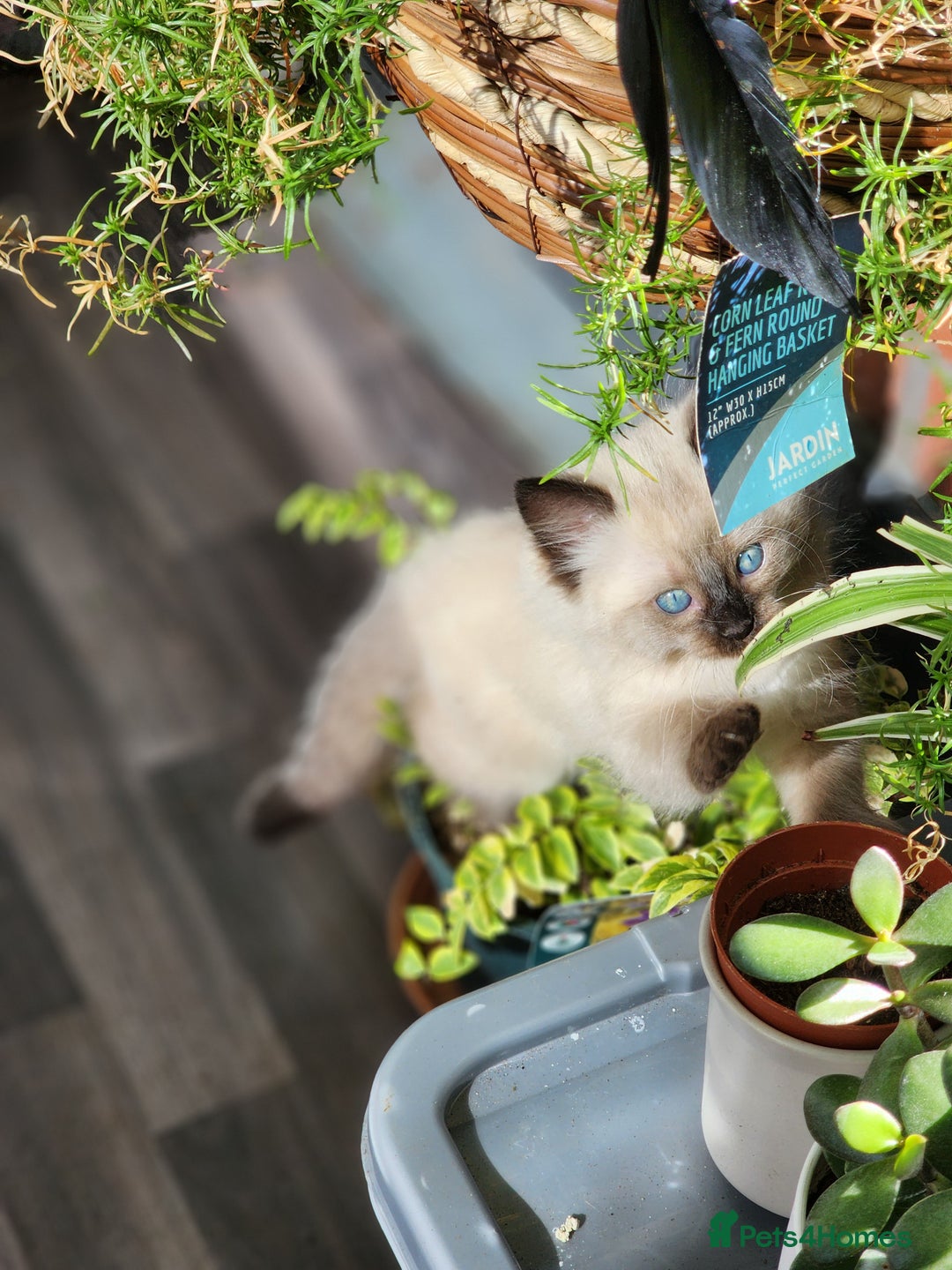 Ragdoll cats for sale: Ragdoll kittens - Image 24