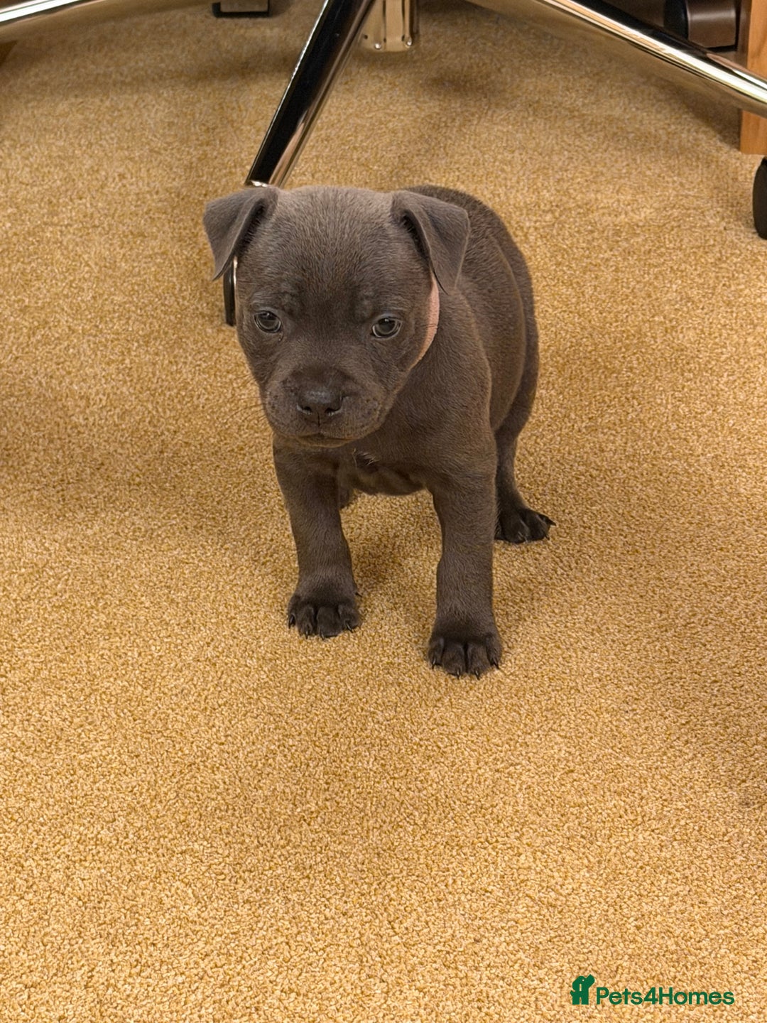 Staffordshire Bull Terrier dogs for sale: KC Registered/Health Tested Blue SBT Puppies - Advert 18