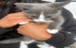 Mixed Breed cats for sale: Beautiful kittens  - Image 12