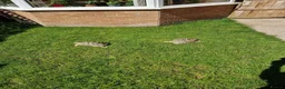 Tortoise reptiles for sale: Leopard tortoises - Advert 3
