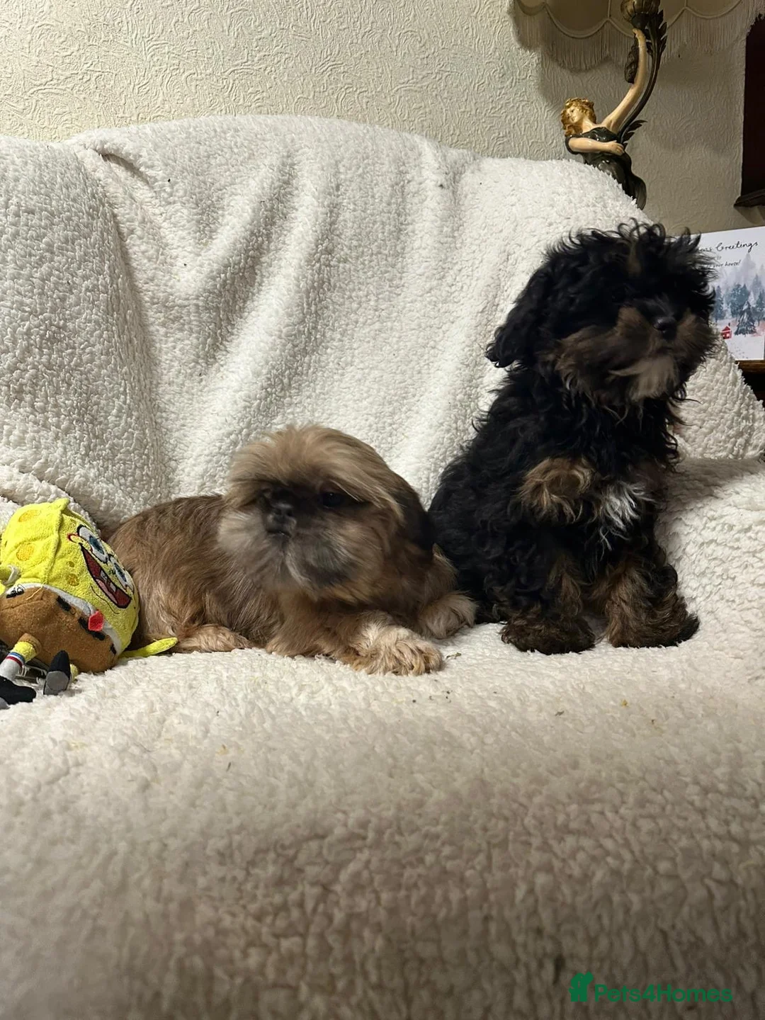 Shihpoo dogs for sale: Gorgeous shihpoo’s - Advert 13