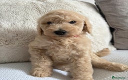 Standard Poodle dogs for sale: Stunning KC Standard Poodle Puppies for sale - Image 16