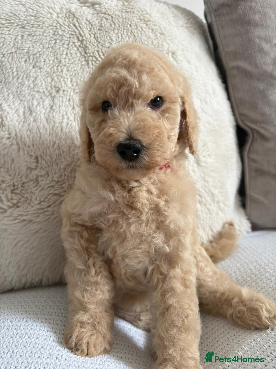 Standard Poodle dogs for sale: Stunning KC Standard Poodle Puppies for sale - Image 16