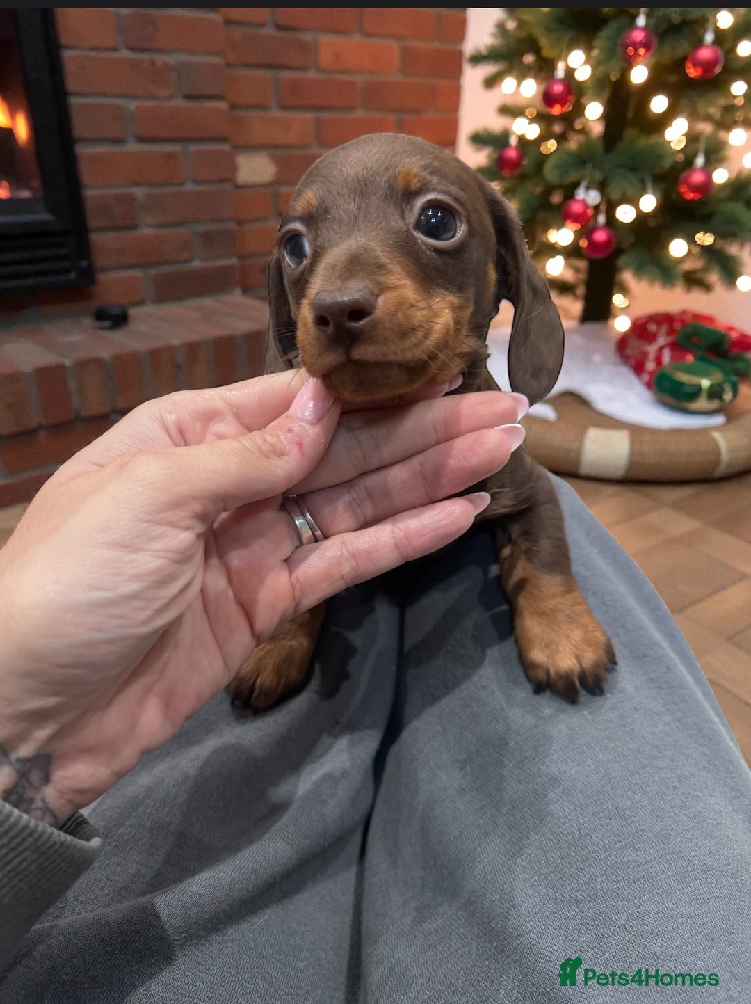Miniature Dachshund dogs for sale: Stunning miniature sausage pups  - Advert 9