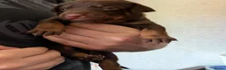 Mexican Hairless dogs for sale: NEW intermediate naked boy 2000 read the advert. - Advert 26