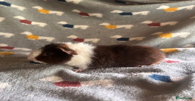 Guinea Pig rodents - Advert 6
