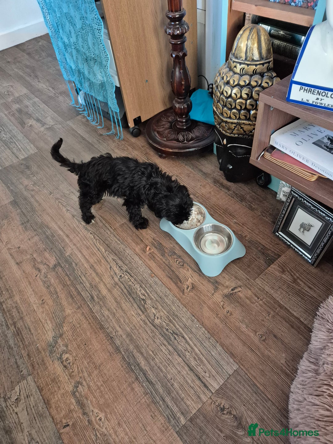 Cavapoo dogs for sale: 12 week Cavapoo male - Image 5