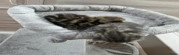 Mixed Breed cats for sale:  Two adorable boys looking for loving homes - Advert 3