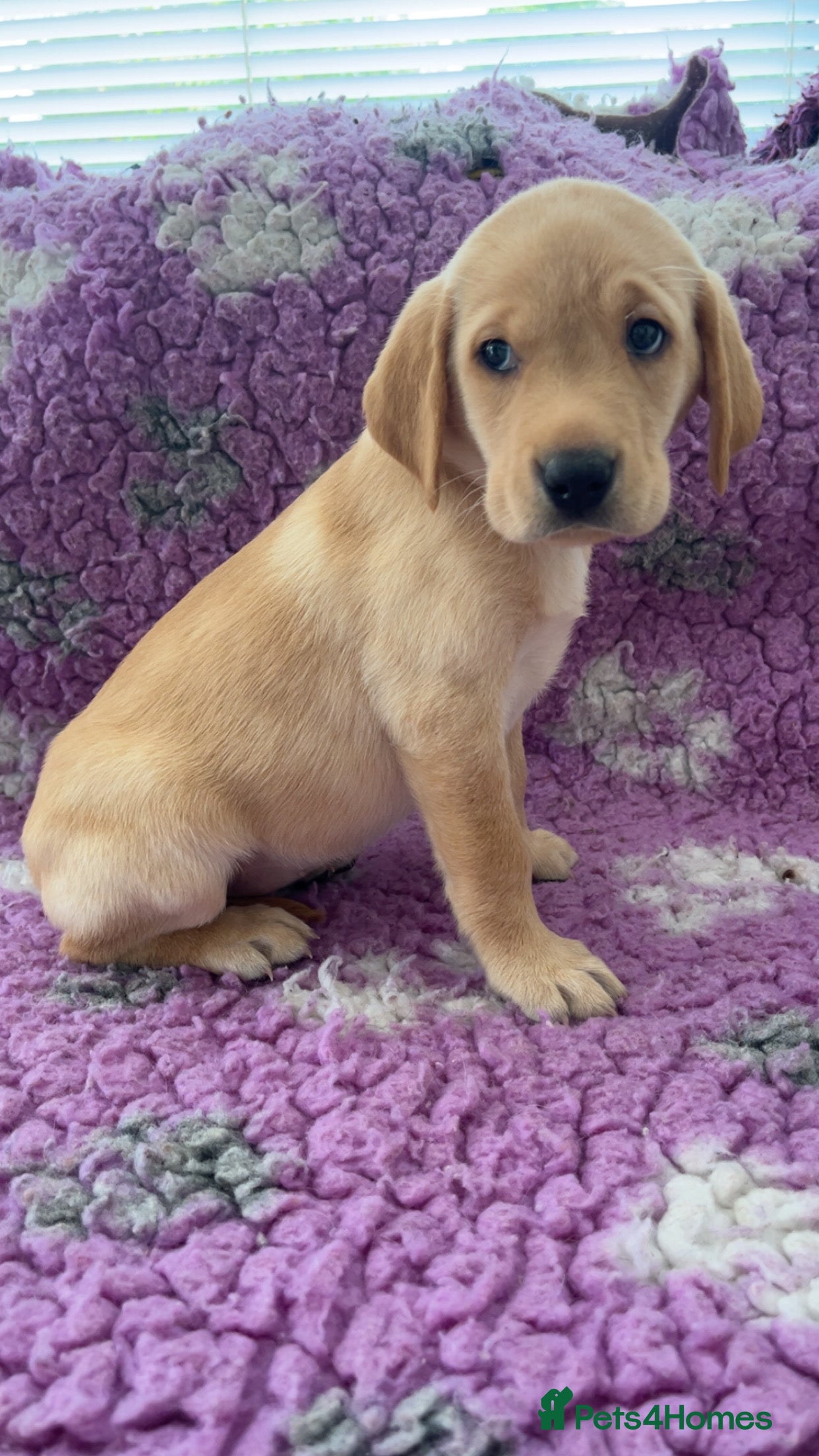 Labrador Retriever dogs KC Reg Labradors from Fully Health tested parents - Advert 2