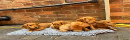Cocker Spaniel dogs for sale: Male Cocker Spaniel Pup - Advert 2