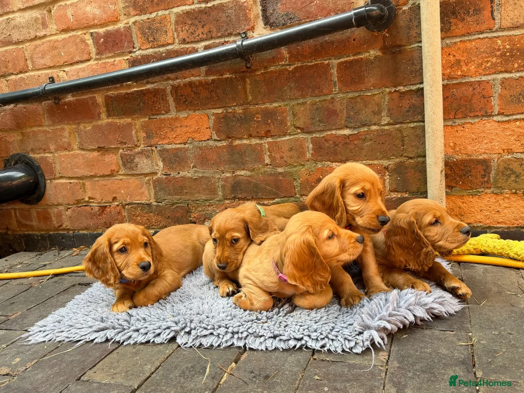 Cocker Spaniel dogs for sale: Male Cocker Spaniel Pup - Advert 2