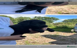 Mixed Breed dogs for sale: Malamute x black Labrador - Image 2
