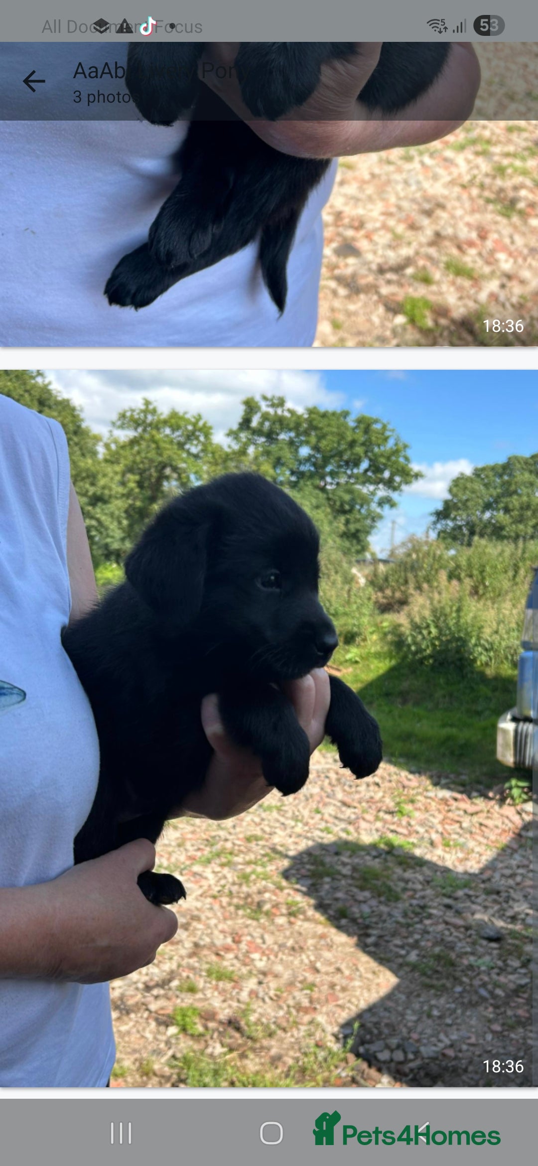 Mixed Breed dogs for sale: Malamute x black Labrador - Image 2