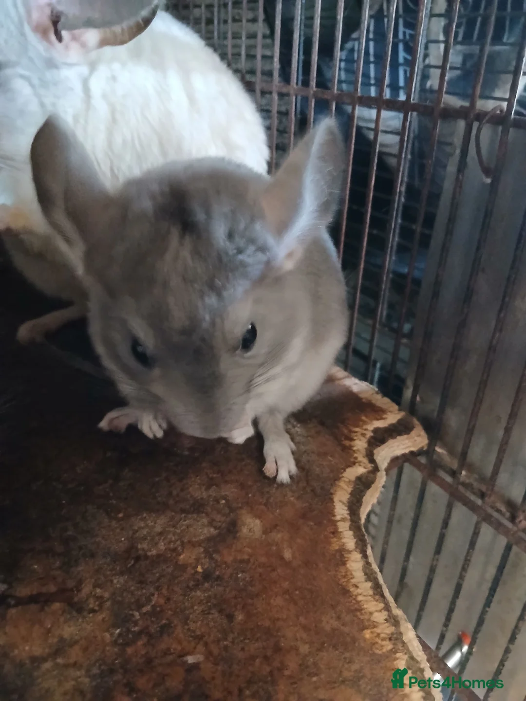 Chinchilla rodents for sale: 2 Baby male Chinchillas for Sale - Advert 2