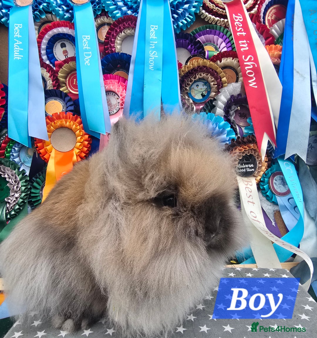 Lionhead rabbits for sale: Gorgeous Purebred Lionheads available  - Advert 9