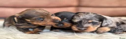 Dachshund dogs for sale: Wire haired dachshund  - Advert 12