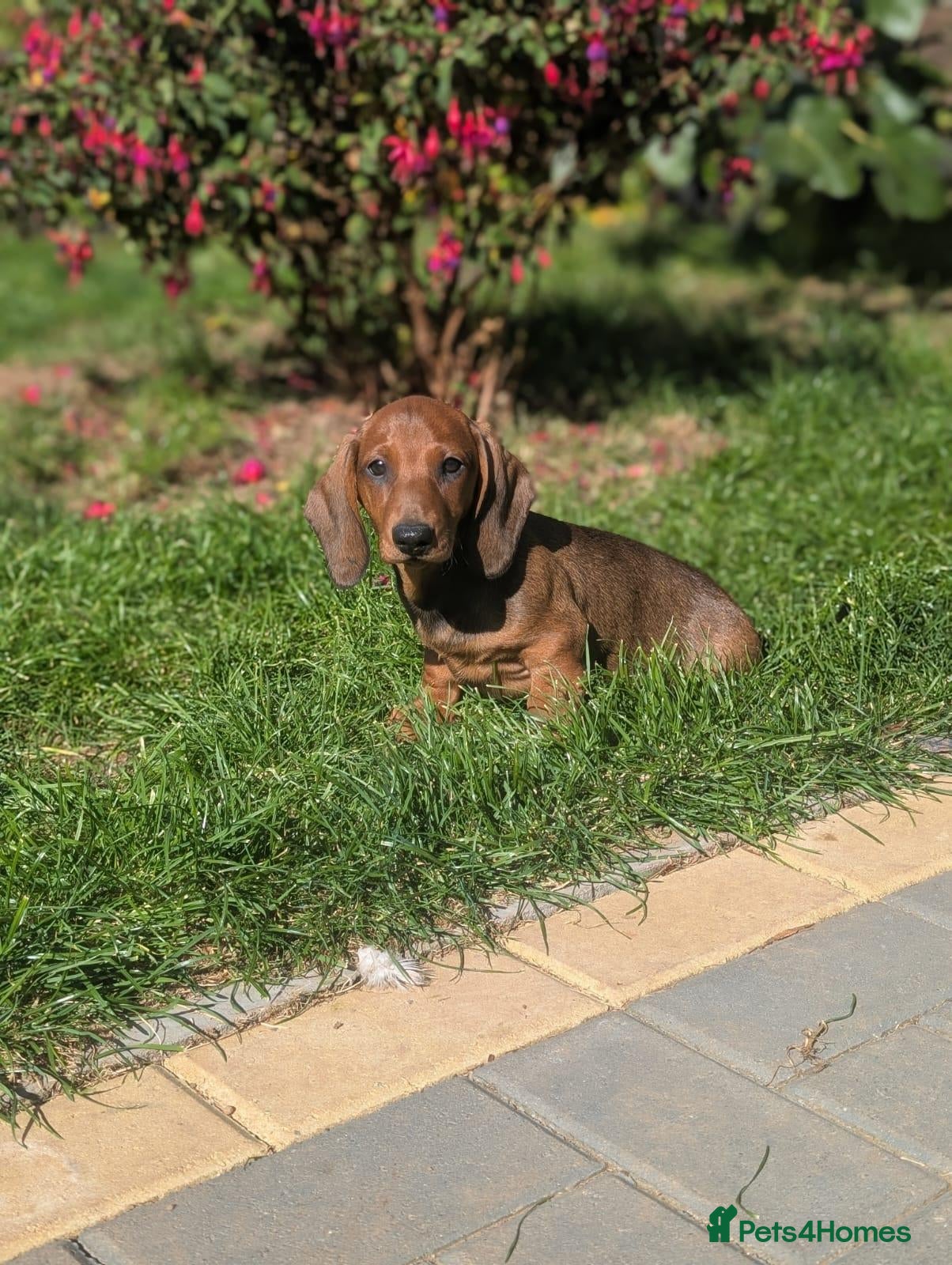Dachshund dogs Champion Bloodline Standard Dachshund - Advert 2
