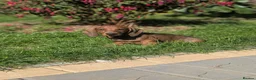 Dachshund dogs for sale: Champion Bloodline Standard Dachshund - Advert 10