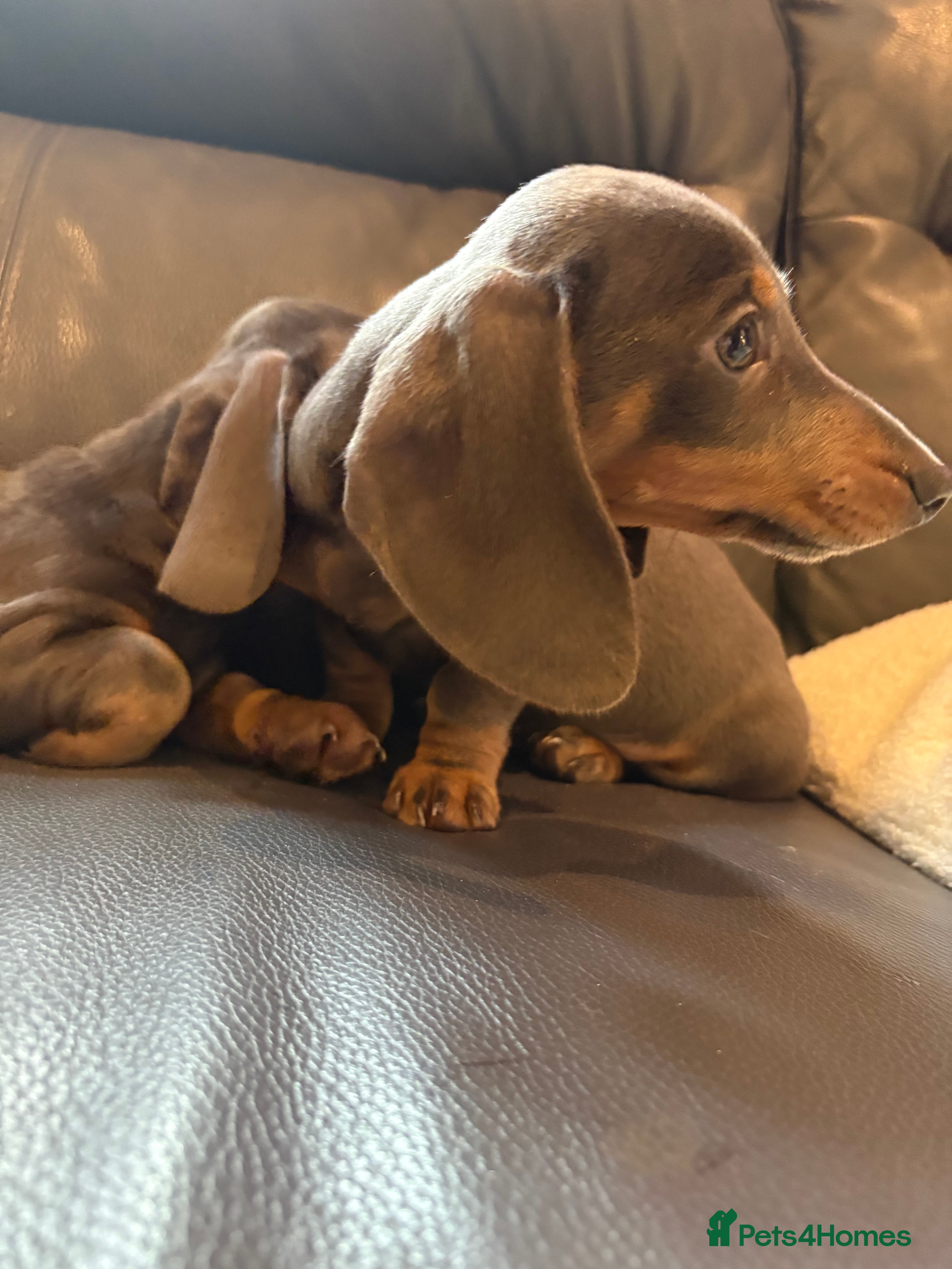 Dachshund dogs ⭐️KC reg miniature ⭐️Ready now litter Dachshunds  - Advert 1