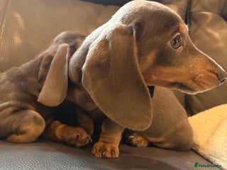 Dachshund dogs ⭐️KC reg miniature ⭐️Ready now litter Dachshunds - Advert 16