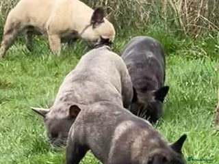 French Bulldog dogs KC REGISTERED HEALTH TESTED FRENCH BULLDOGS - Advert 1