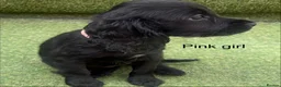 Cocker Spaniel dogs for sale: Beautiful cocker spaniel - Advert 26