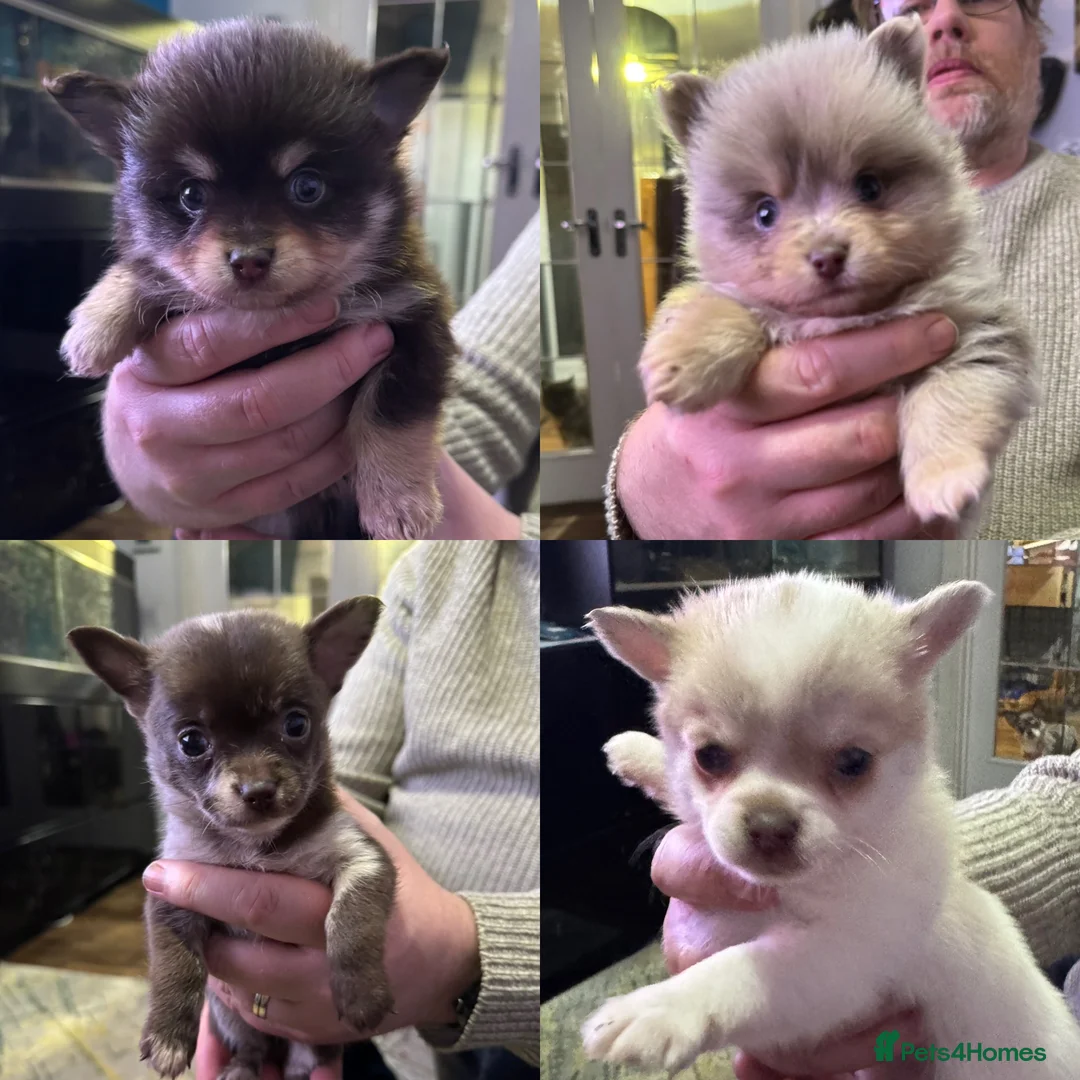Pomchi dogs for sale: 4 Stunning Pomchi’s  - Advert 1