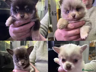 Pomchi dogs 4 Stunning Pomchi’s - Advert 1