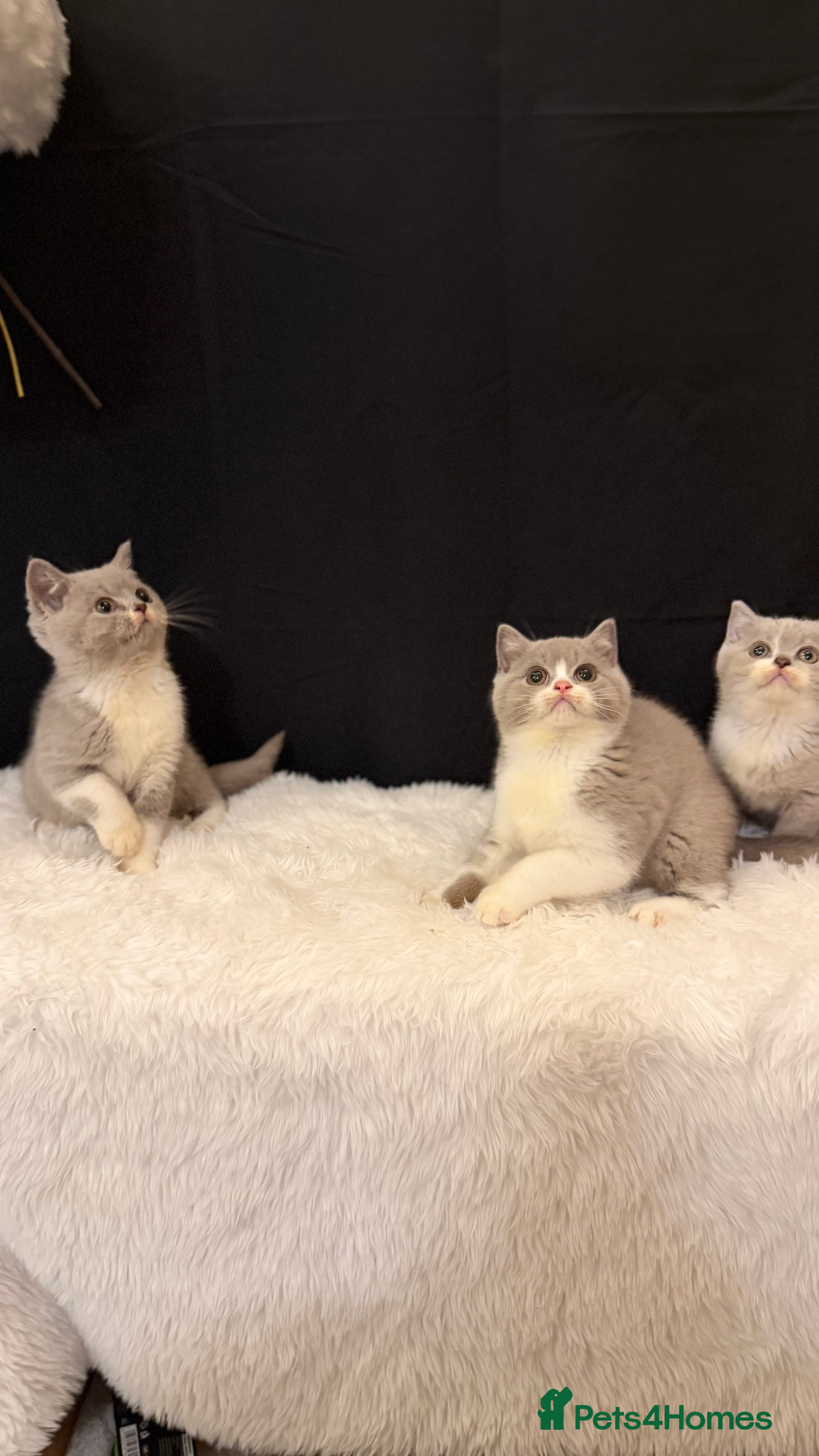 British Shorthair cats 😽Full Pedigree Registered BSH🌷Trusted Breeder - Advert 15