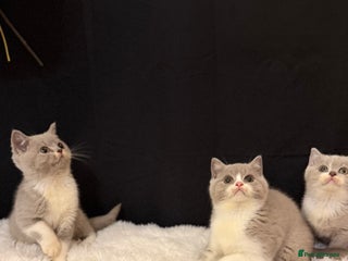 British Shorthair cats 😽Full Pedigree Registered BSH🌷Trusted Breeder - Advert 10