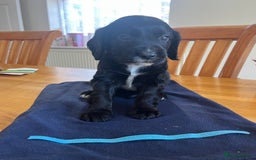 Cocker Spaniel dogs for sale: Adorable cocker spaniel puppies  - Image 20