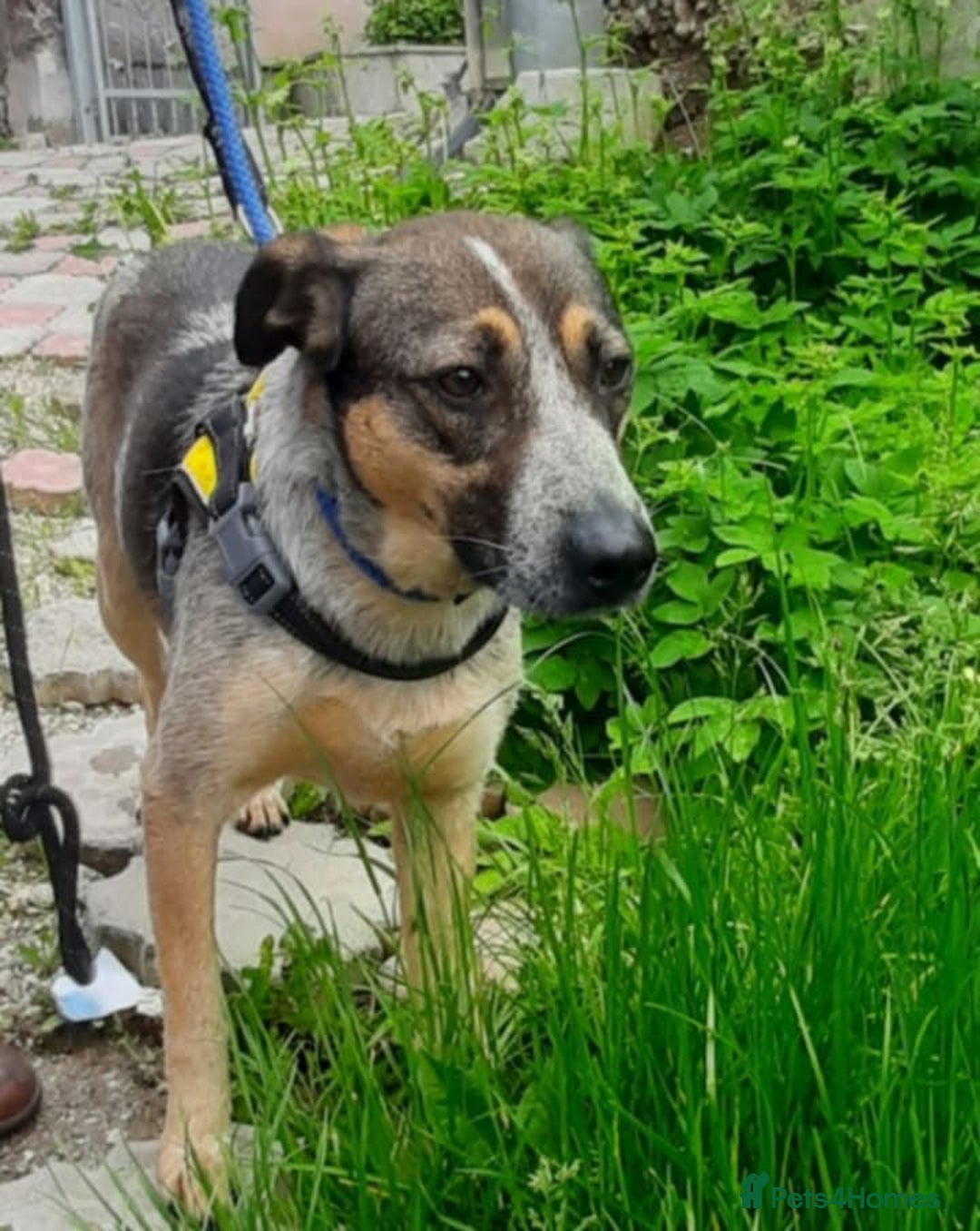 Mixed Breed dogs for adoption: Sweet Cindy 💖 Shy, Clever & Learning to Trust - Advert 10