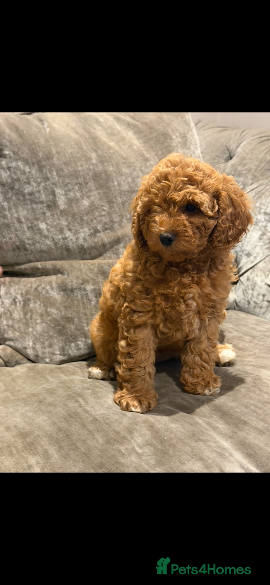 Australian Labradoodle dogs for sale: Miniature Australian doodle puppies - Advert 3