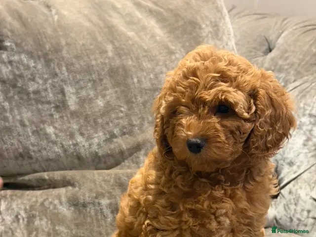 Australian Labradoodle dogs for sale: Miniature Australian doodle puppies - Advert 3