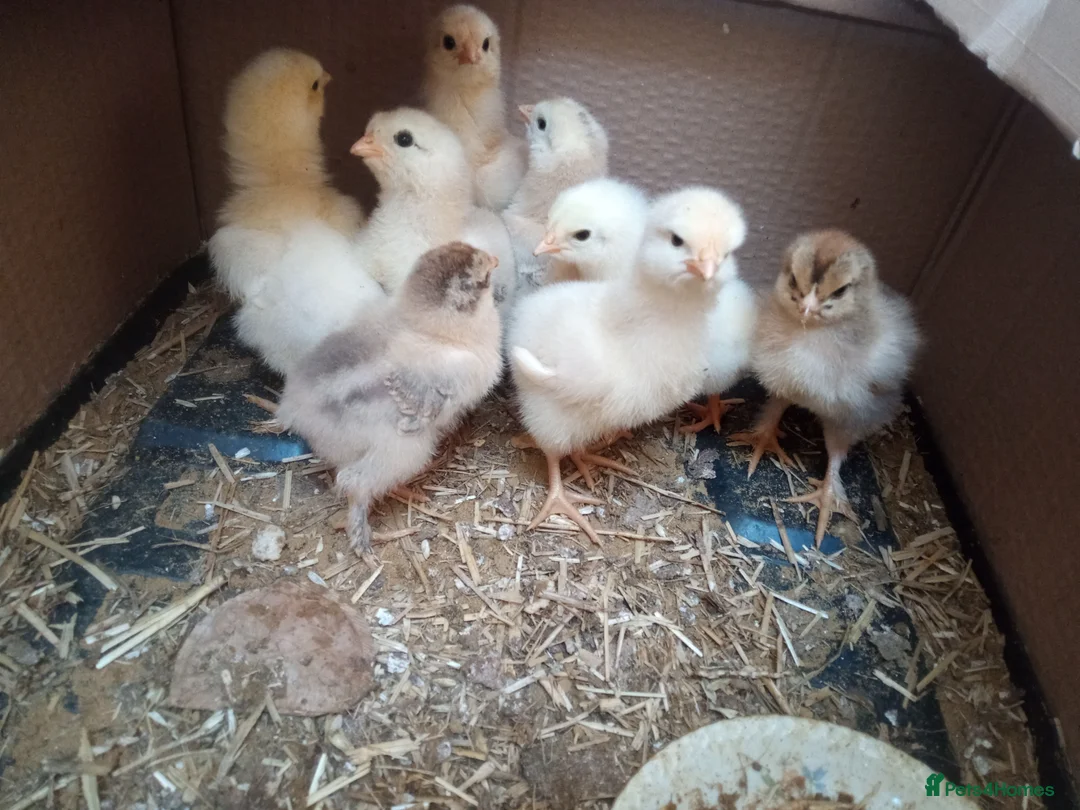 Chickens poultry for sale: Week old Brahma chicks, + month old chicks - Advert 3