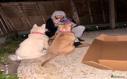 Mixed Breed dogs for sale: Snowy - Image 16
