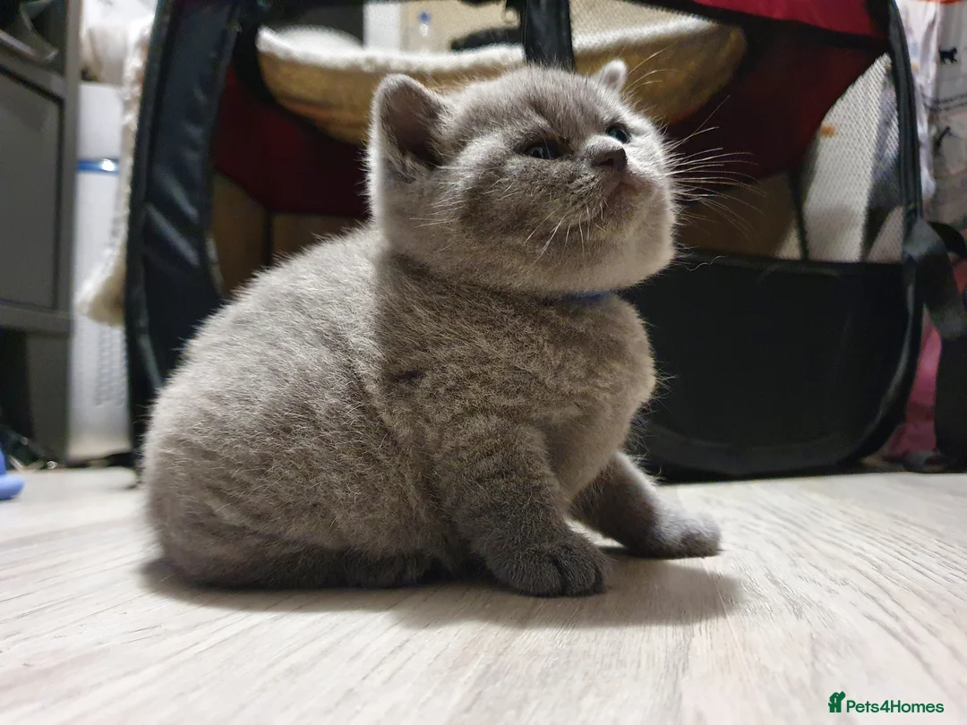 British Shorthair cats for stud: GCCF Active BLUE BOY for stud 💙 in Bexleyheath - Advert 11