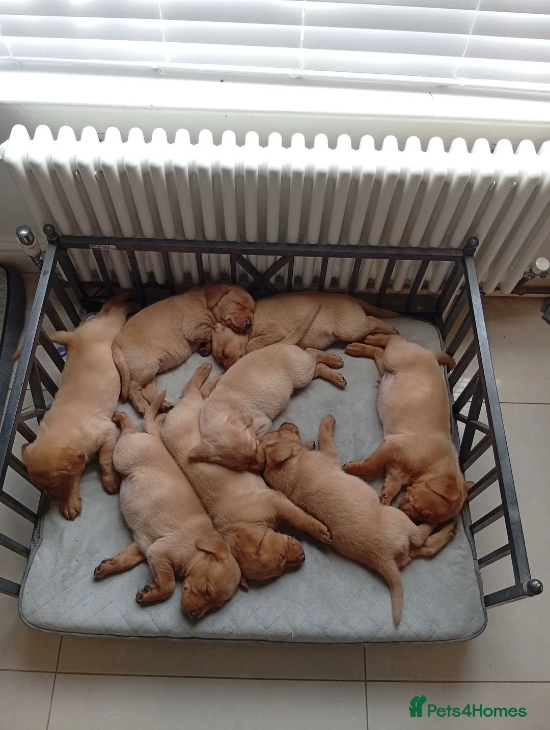 Labrador Retriever dogs for sale: Fox red  - Advert 21