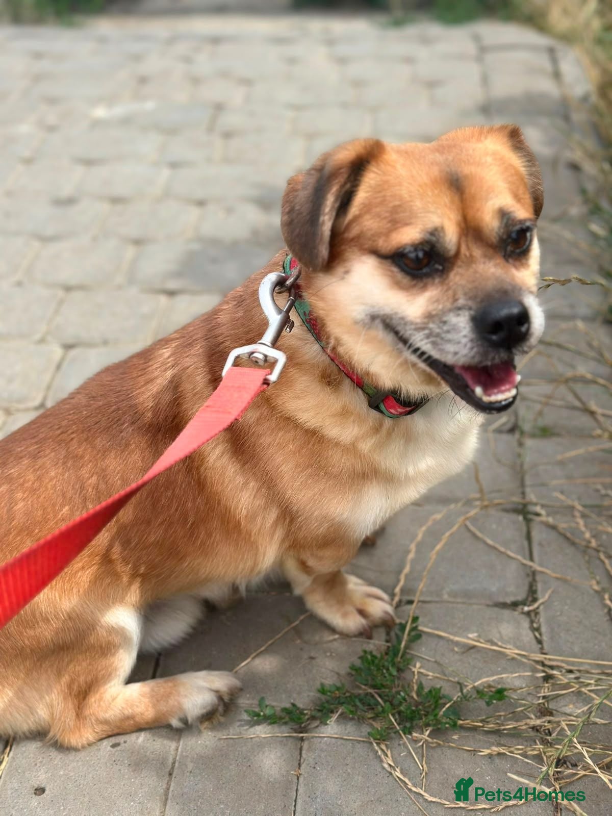 Mixed Breed dogs 💙MAXIMILIAN💙: LOVES PEOPLE MORE THAN ANYTHING - Advert 2