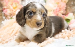 Miniature Dachshund dogs for sale: KC Miniature Dachshund Puppies - Advert 9