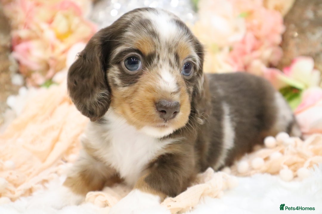 Miniature Dachshund dogs for sale: KC Miniature Dachshund Puppies - Advert 9